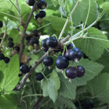 Black currants on a branch with green leaves