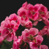 Close-up of geranium flowers with water droplets on a dark background