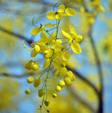 Yellow labdanum flowers on a tree branch with a blurred blue sky background