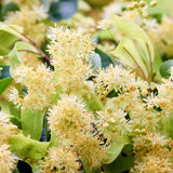 Close-up of yellow flowers with green leaves