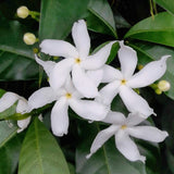 White flowers with green leaves in a natural setting